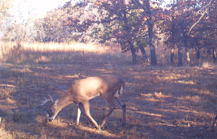 Buck from November 2017